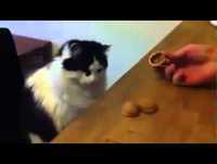 O Gato Mais Inteligente do Mundo