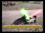 Gato Jedi vs gato Sith