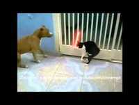 Os animais são incriveis - Pitbull x Gato versão star wars