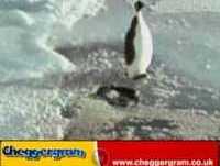Pedaaaalaaaa Pinguin!!!