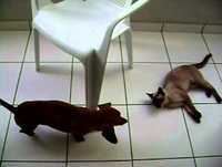 video engraçado de cão e gato