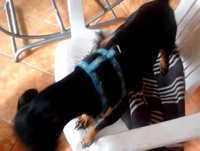 Pra Rir - Cão Com Ciúmes da Bola de Futebol