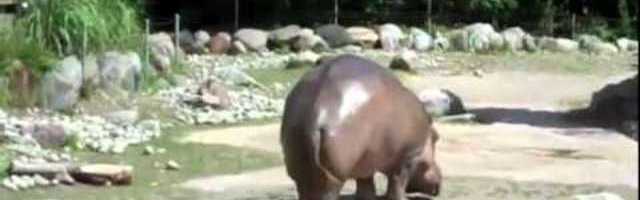 Animais (muito) selvagens