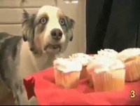 Os 10 animais mais engraçados da internet 2013