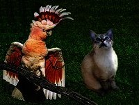 Animais Super Engraçados ( Parte 2 )