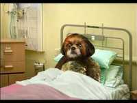 Bruno Aleixo No Hospital 03 "Pré-operatório"