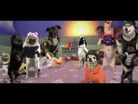 Harlem Shake Animals Funny