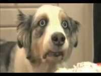 Os animais mais engraçados da net(the most fun animals in internet)