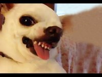 Videos engraçados para rir os melhores sustos tombos mais engraçados pegadinhas video cassetadas