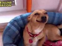 ANIMAIS ENGRAÇADOS 2014 (NOVEMBRO)!!! (BEST FUNNY ANIMALS COMPILATION)