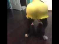 CACHORRO DANÇANDO DE SHORTINHO MUITO ENGRAÇADO