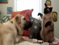 Videos Engraçados | Legais - Funny Cats | Gatos Engraçados - Acesse vligs.com para + videos