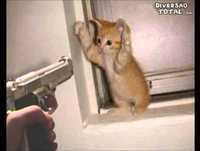animais engraçados