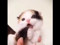 Gato fofo - Vídeo Engraçado WhatsApp (NOVO) 2015