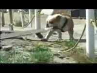 Videos de Animais Engraçados