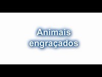 Animais engraçados
