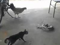 A Curiosidade Quase Matou o Gato - Vídeos HD 2013