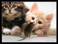 Animais Engraçados - Funny Animals