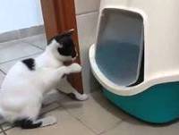 Gatinho Treinando Boxe - Vídeos HD 2013