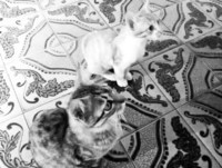 Gato Jacob e gato Py