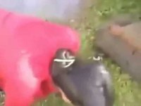 pequenos videos engraçados para whatsapp- videos engraçados de bebe