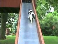 Top 10 Animais Engraçados