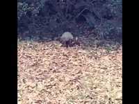 Whatsapp Vídeos Engraçados Tatu Engraçado Vídeos Engraçados 2014