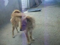 O video mais engraçado de animais