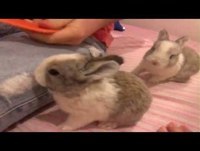 ANIMAIS ENGRAÇADOS, COELHINHOS LINDOS E FOFOS