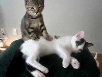 Gatos com palhaçadas épicas   20 Minutos