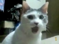 Os 10 Animais mais engraçados da internet