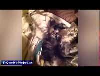 OS ANIMAIS MAIS ENGRACADOS 2014 PARTE 3