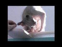 70 Cats HIGH on Catnip !!!!!