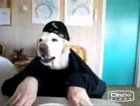 Diversão : Sustos,bebês e animais engraçados