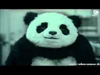 Nunca Diga não ao Panda - Propaganda Engraçada
