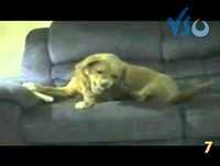 OS ANIMAIS ENGRAÇADOS