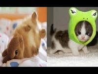 Os animais mais fofos do mundo - Gatos e Cachorros engraçados 2014