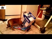 Humor  Cats & Dogs Compilation New 2014