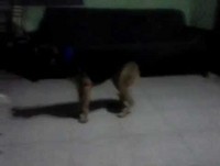 videos engraçados -vídeos engraçados de animais- Gata arengueira