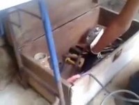 #Medo de #rato #so #para #rir