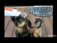 Animais engraçados funny animal cenas animal