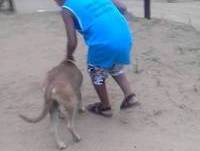 Jornal da macaca- Bebando