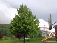 kid keeps trying to alley oop it to himself and fails constantly