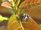 Phidippus jumping spider ♂ aranha papa mosca - Florianópolis Brasil