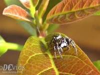 Phidippus jumping spider ♂ aranha papa mosca - Florianópolis Brasil