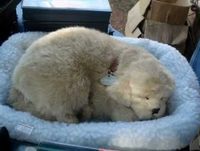 cachorrinho dormindo - stuffed toy dog that sleeps