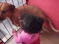 Bebê engraçado com cachorro
