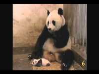 top 10 animais engraçados