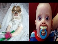 Videos engraçados - As imagens mais engraçadas 2014 Gatos Cachorros e Bebes engraçados 2014