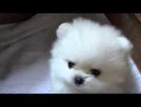 VIDEOS ENGRAÇADOS DE ANIMAIS 2013